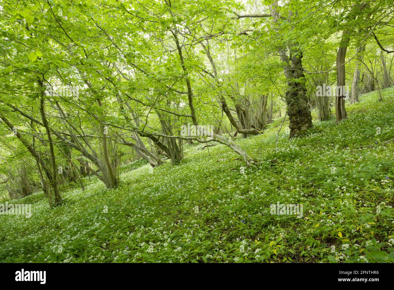 Wild Garlic o Ramsons (Allium ursinum) in Folly Wood a Milton Hill in primavera nel Mendip Hills National Landscape, Wells, Somerset. Inghilterra. Foto Stock