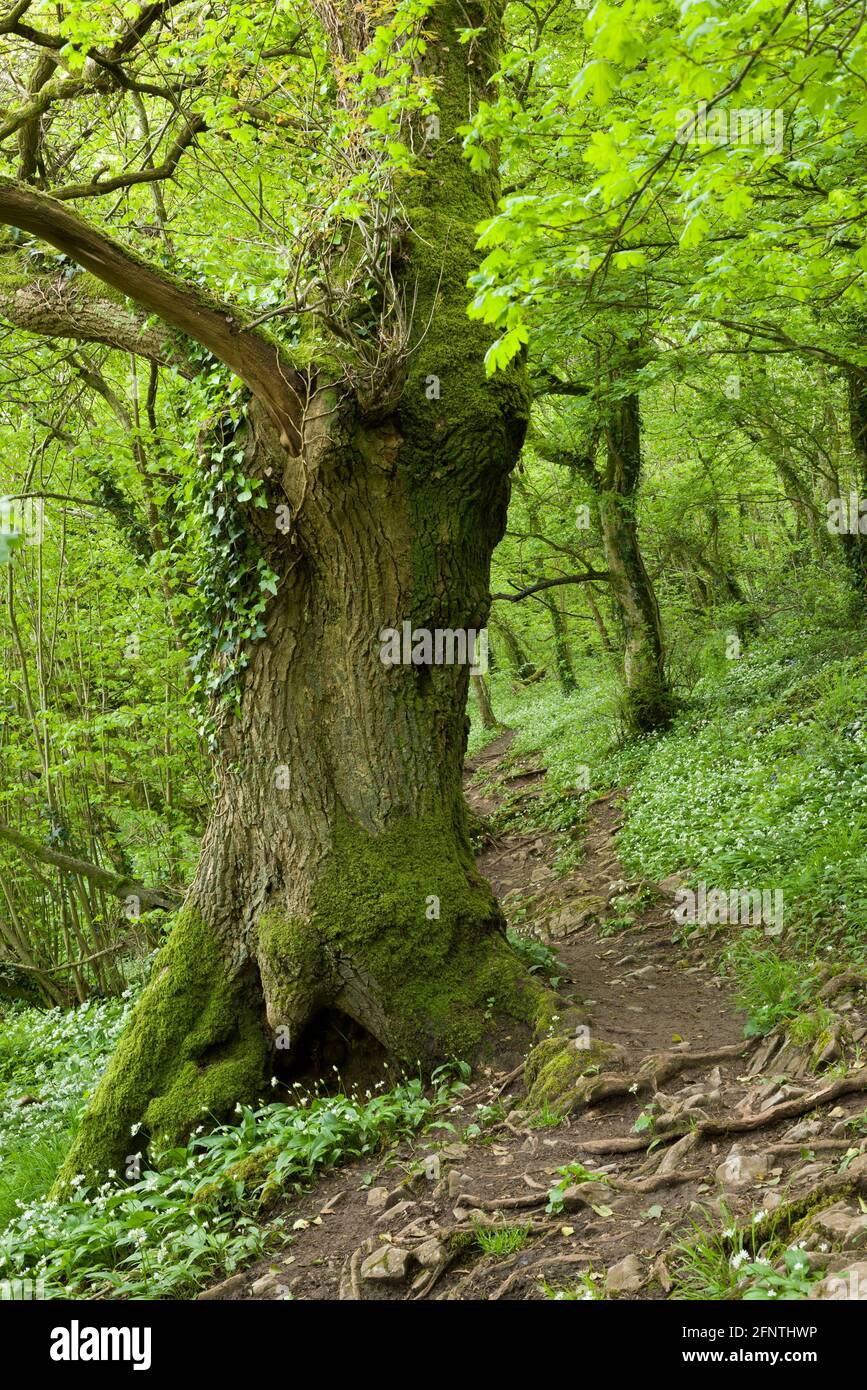 Un percorso attraverso Wild Garlic o Ramsons (Allium ursinum) in Round Wood a Milton Hill nel Mendip Hills National Landscape in primavera, Wells, Somerset. Inghilterra. Foto Stock