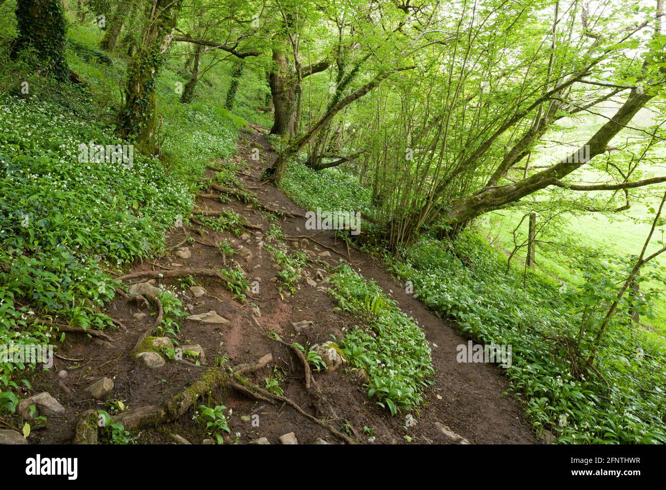 Un percorso attraverso Wild Garlic o Ramsons (Allium ursinum) in Round Wood a Milton Hill nel Mendip Hills National Landscape in primavera, Wells, Somerset. Inghilterra. Foto Stock