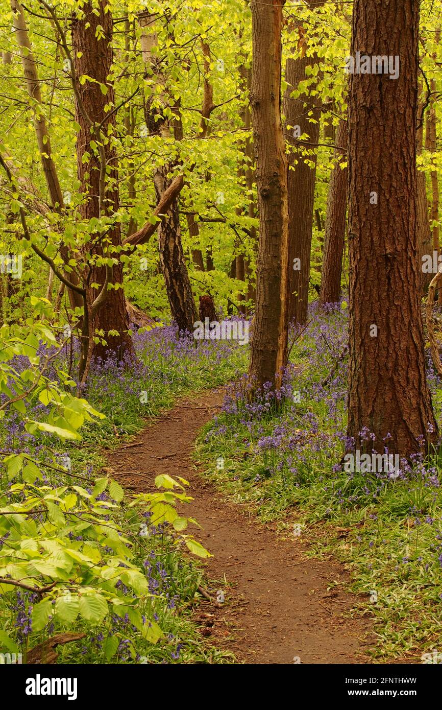 Una vista che guarda lungo un sentiero boscoso in un bluebell legno con alberi di faggio che entrano in foglia in primavera Foto Stock