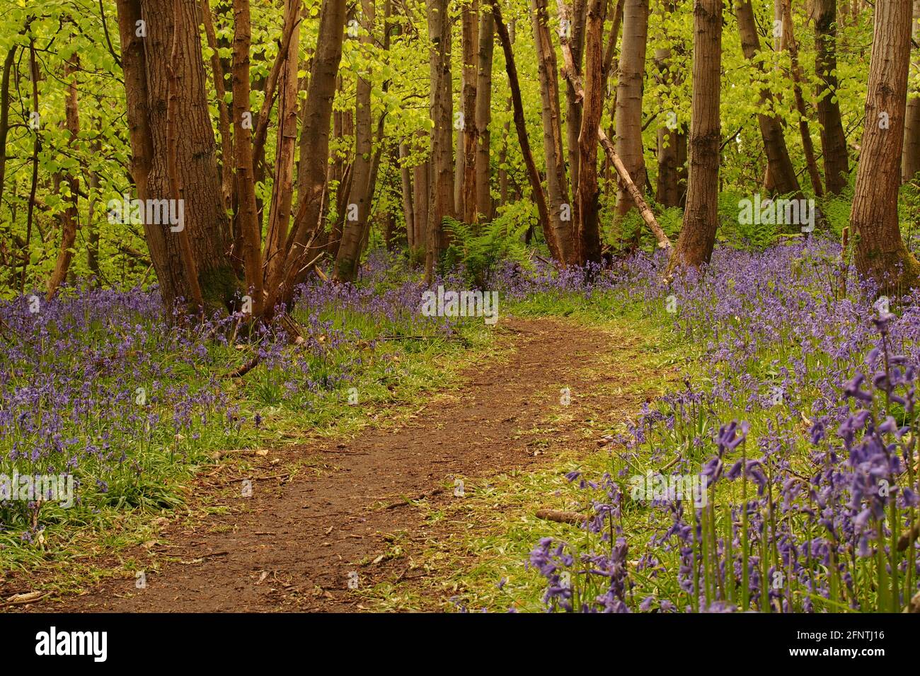 Una vista che guarda lungo un sentiero boscoso in un bluebell legno con alberi di faggio che entrano in foglia in primavera Foto Stock