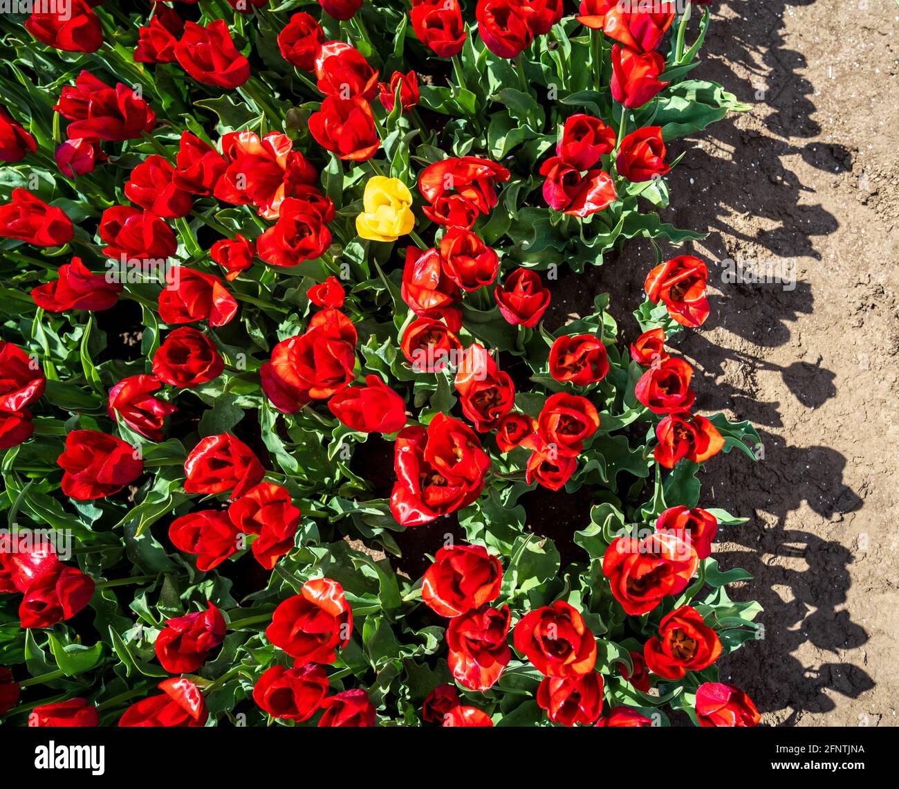 Tulipano giallo circondato da tulipani rossi - essere diverso Foto Stock