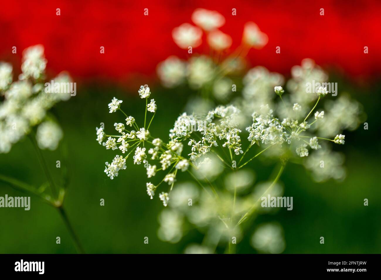 Fiori bianchi con fondo tulipano rosso Foto Stock