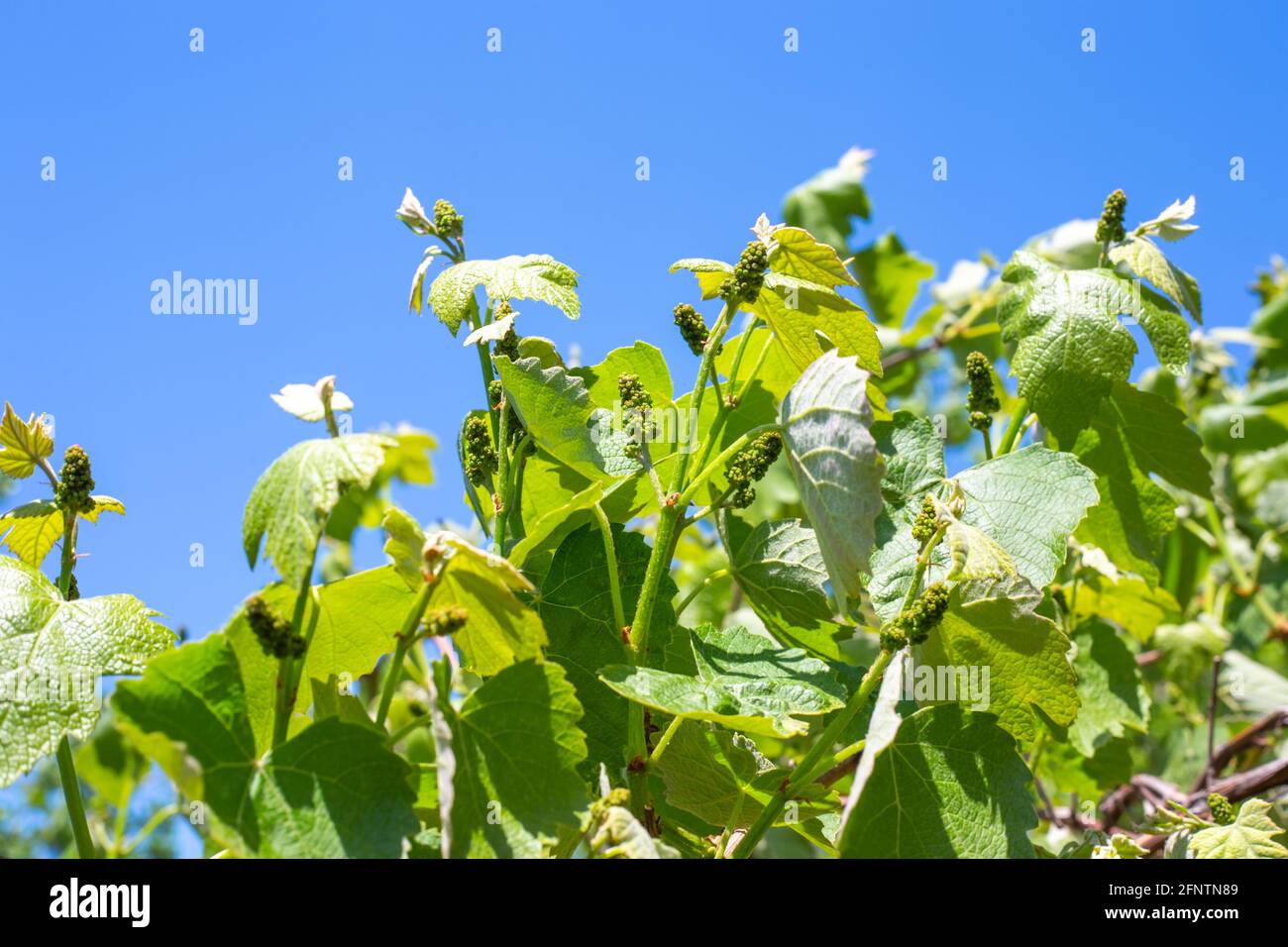 Giovani rami d'uva con boccioli e germogli verdi rigonfi. Periodi di vegetazione. Coltivazione e cura delle uve. Foto Stock