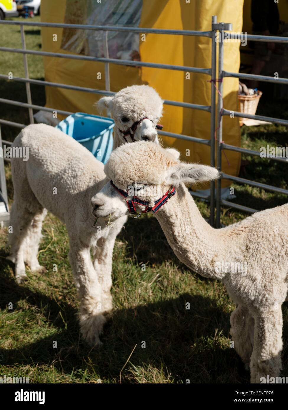 Alpaca al Melplash Agricultural Society Show at the West Bay Show Grounds, Bridport, Dorset, Regno Unito, agosto 22, 2019. Foto Stock