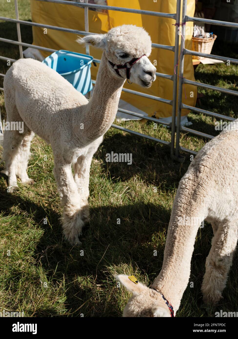 Alpaca al Melplash Agricultural Society Show at the West Bay Show Grounds, Bridport, Dorset, Regno Unito, agosto 22, 2019. Foto Stock