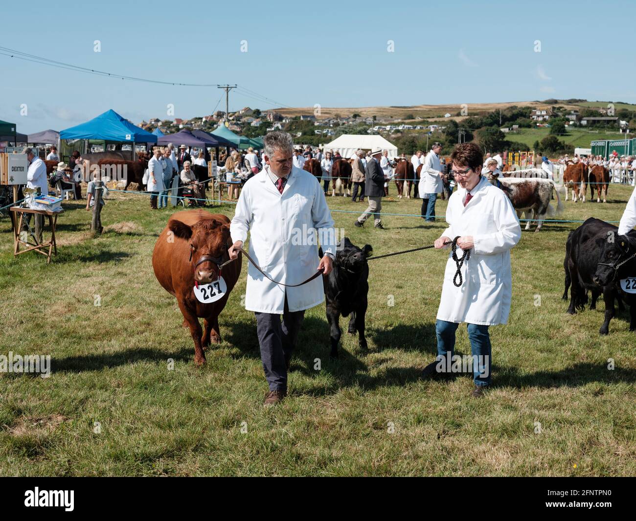 Le mucche sono guidate dai loro gestori prima di giudicare al Melplash Agricultural Society Show al West Bay Show Grounds, Bridport, Dorset, United Kingd Foto Stock