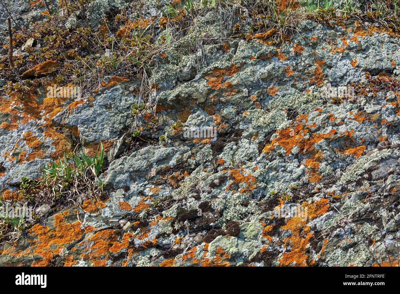 Scogliera costiera coperta da una varietà di licheni e giovani piante primaverili, primavera iniziale Foto Stock