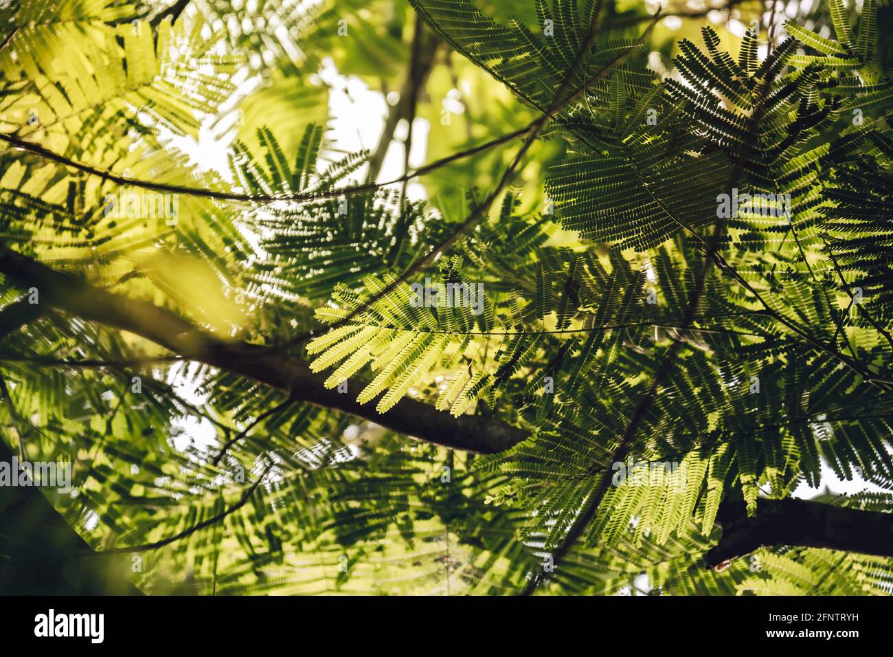 Primo piano di foglie dell'albero di fiamma (regione di Dimonix (Hook.)  RAF.). Concetto di sfondo a foglia verde. Carta da parati naturale Foto  stock - Alamy