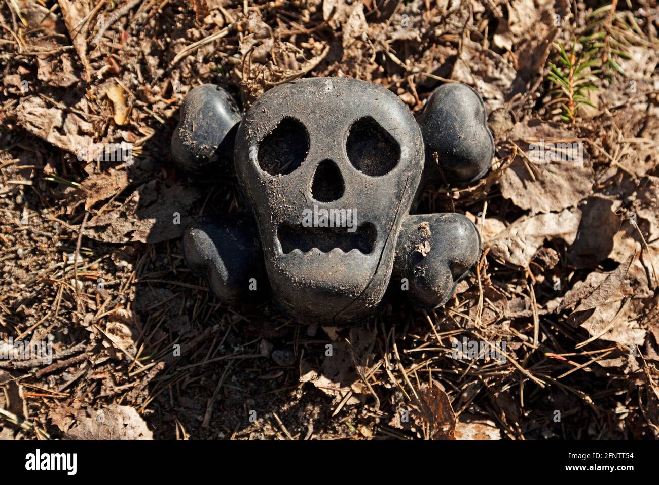 un giocattolo che assomiglia a un cranio con le ossa giace tra foglie morte Foto Stock