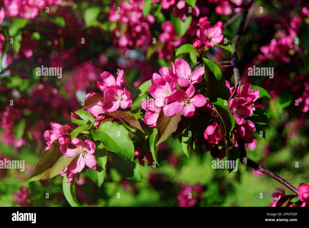 Albero di mela rosa in fiore. Malus ornamentale o mela granchio in fiore. Sfondo della molla. Tempo di fioritura Foto Stock