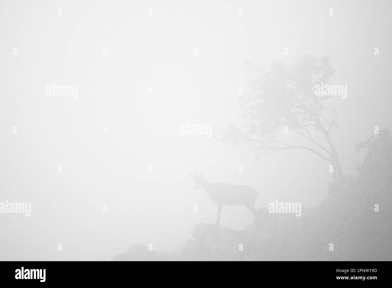Capra di montagna di camoscio nella nebbia vicino ad un albero immagine minimalista Foto Stock