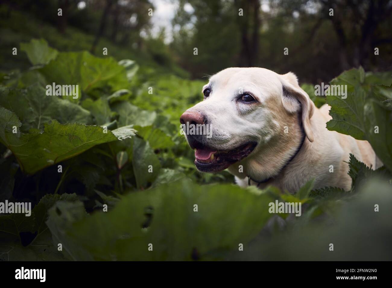Ritratto di carino vecchio cane in natura. Felice labrador retroiever nel mezzo di foglie verdi di burdock. Foto Stock