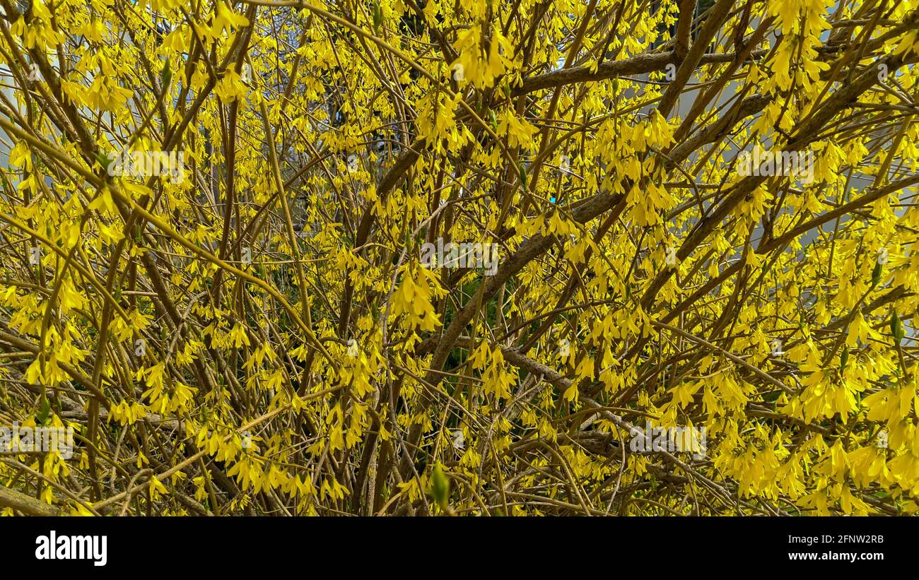 La forsizia fiorisce all'inizio della primavera Foto Stock