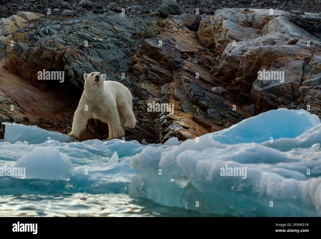 Ci sono solo alcuni piccoli galleggianti di ghiaccio rimasti per gli orsi a caccia. SVALBARD, NORVEGIA: QUESTI orsi polari stanno affrontando la scarsità di cibo come RISCALDAMENTO GLOBALE c Foto Stock