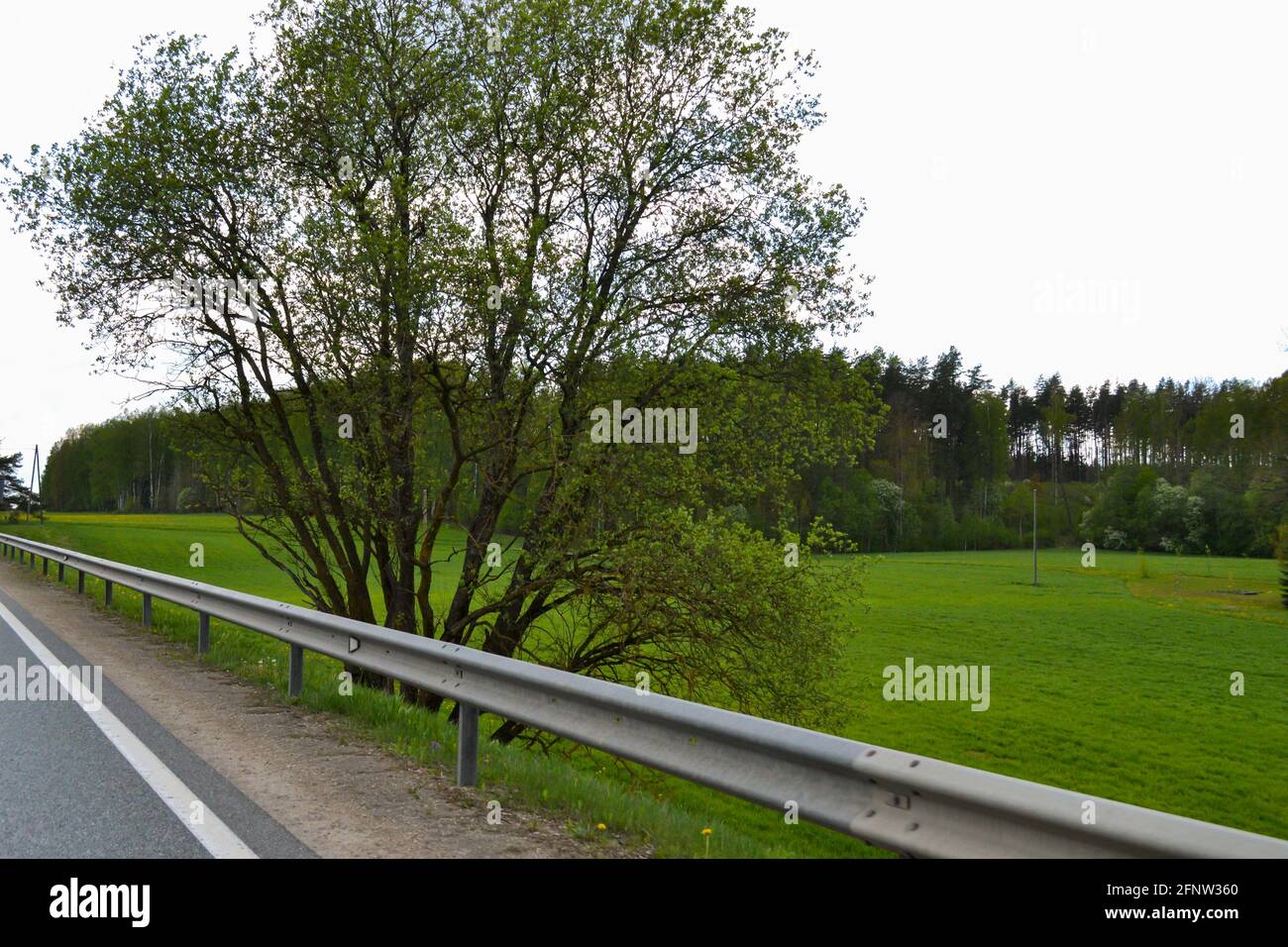 albero fiorito con foglie verdi in primavera sul lato dell'autostrada dietro le barriere di ferro in una calda giornata di primavera. Foto Stock