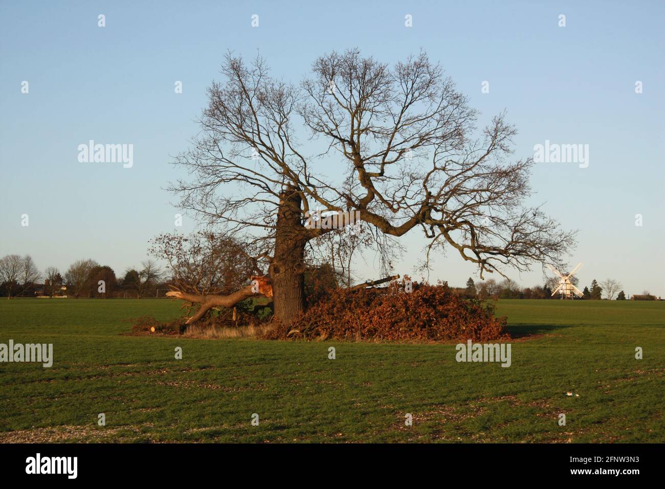 Quercia albero in un campo che è stato danneggiato in una tempesta Foto Stock