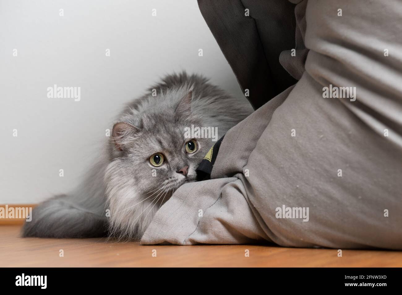 giocoso grigio argento tabby gatto longhair britannico nascosto dietro fagiolo sacco agguato osservando preda Foto Stock