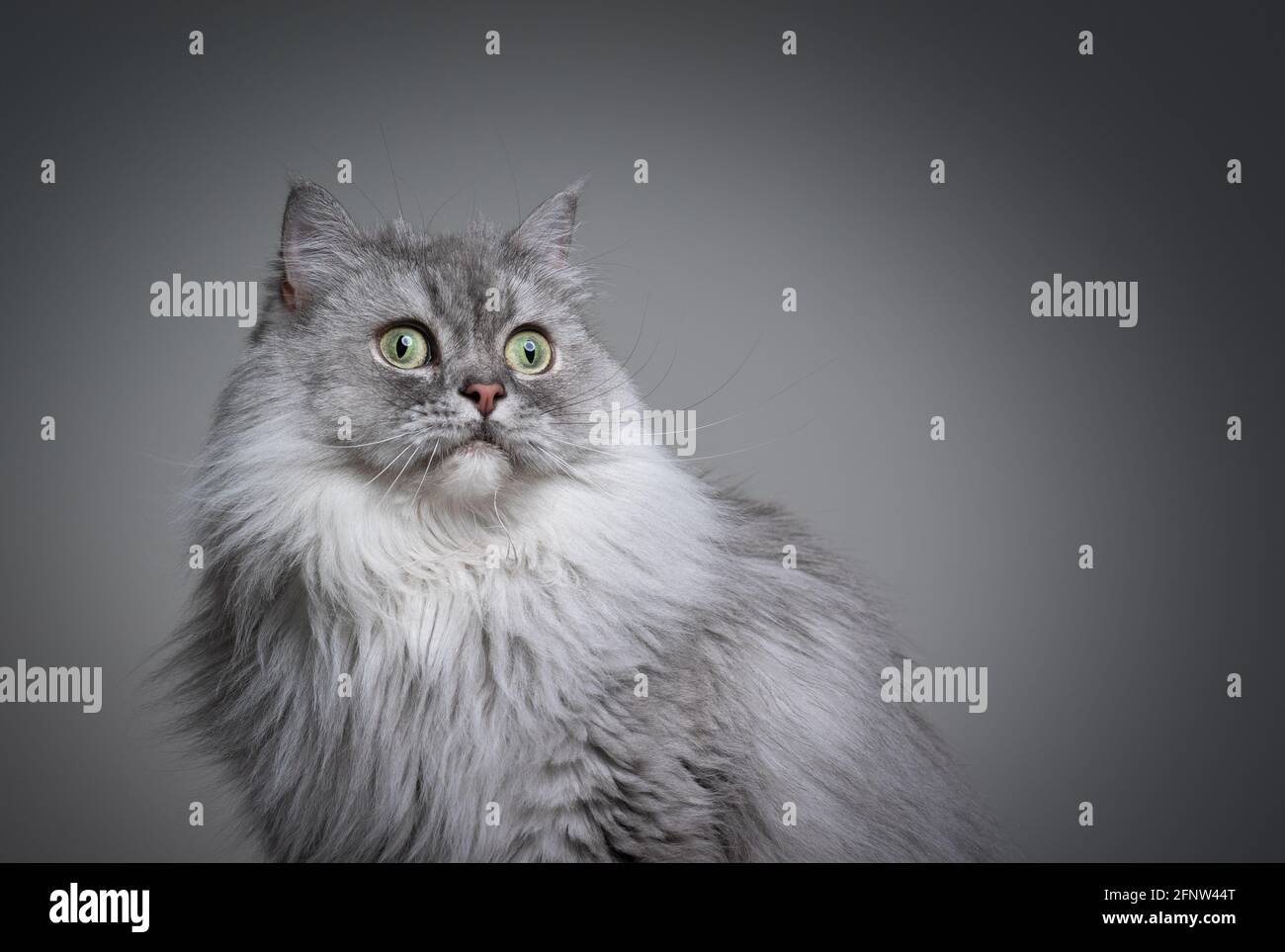bel ritratto di gatto tabby grigio argentato a longa britannico su grigio sfondo con spazio di copia Foto Stock