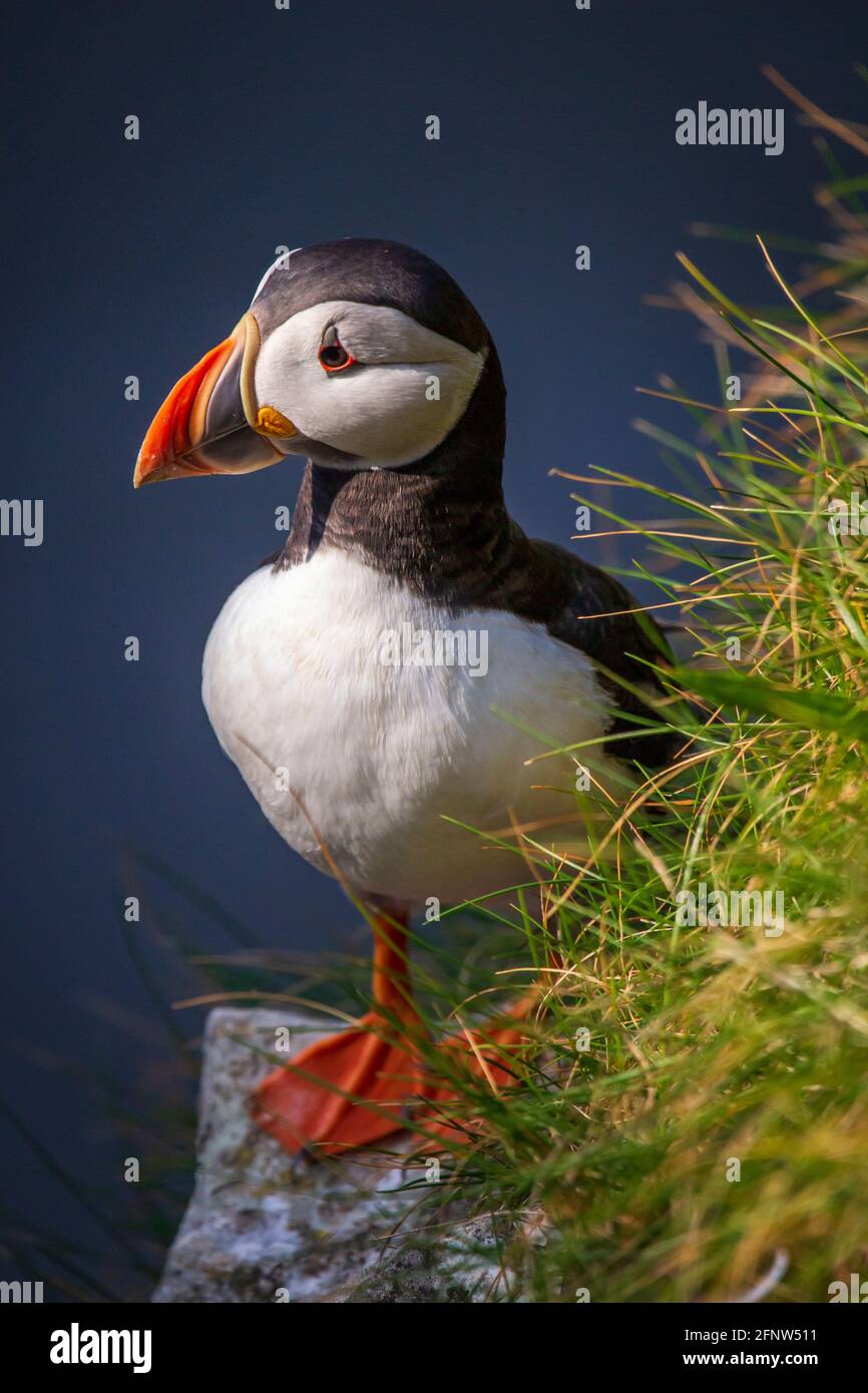 L'uccello puffin sedette sulla parete della scogliera del mare Foto Stock