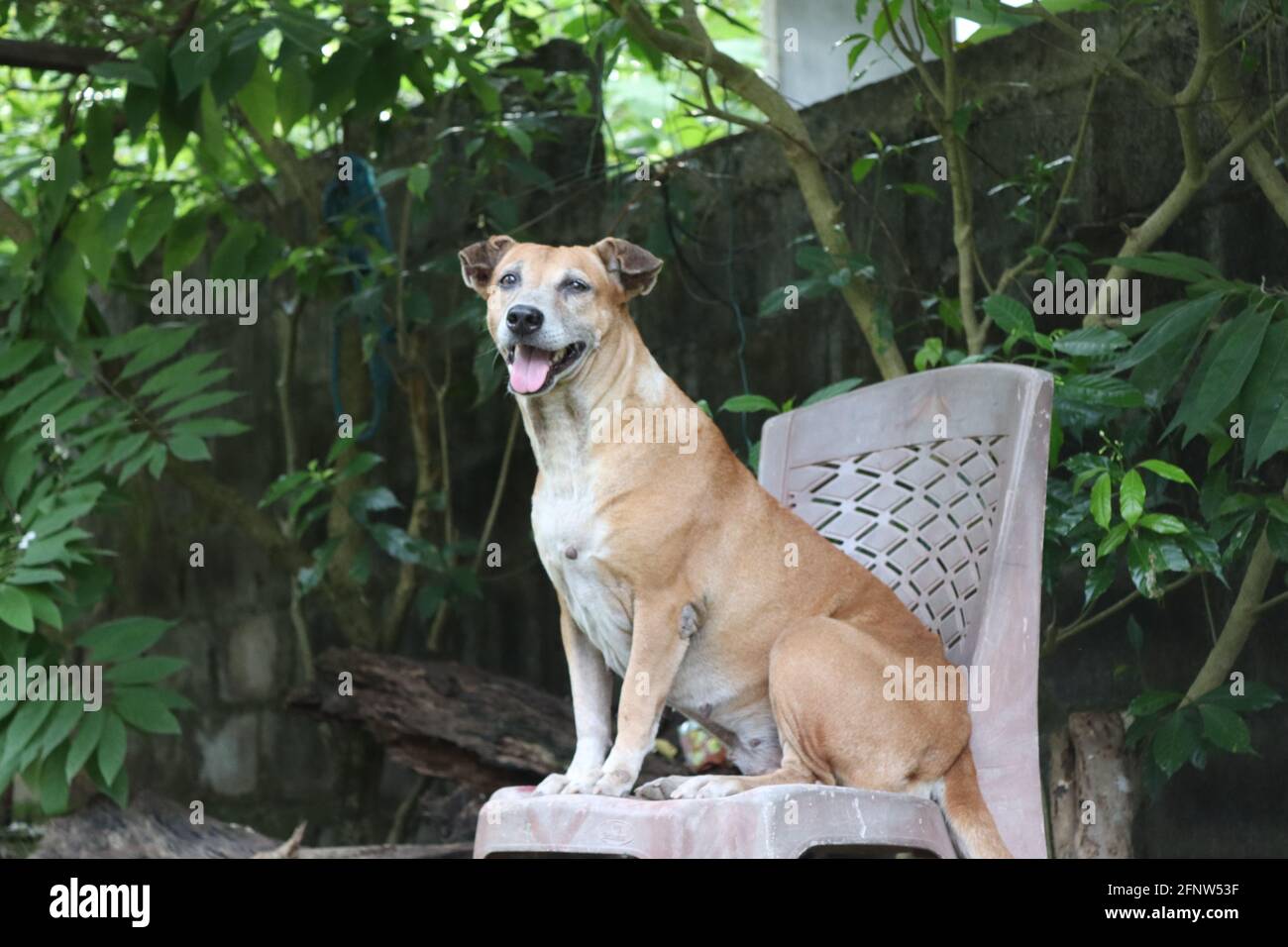 9 anni ha adottato il cane femmina dal Sud Asia, Sri Lanka considerare circa i cani come animale umano amichevole dalla natura. Foto Stock