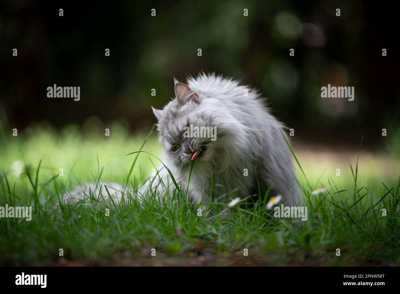 grigio argento tabby gatto longhair britannico seduta su prato verde all'aperto in natura mangiare erba Foto Stock