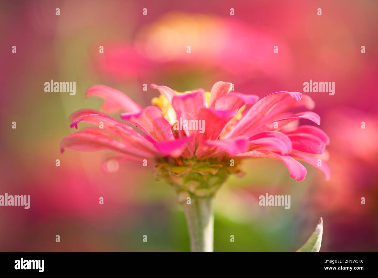 Primo piano del fiore rosa Zinnia fondale di bellezza DOF poco profondo Foto Stock