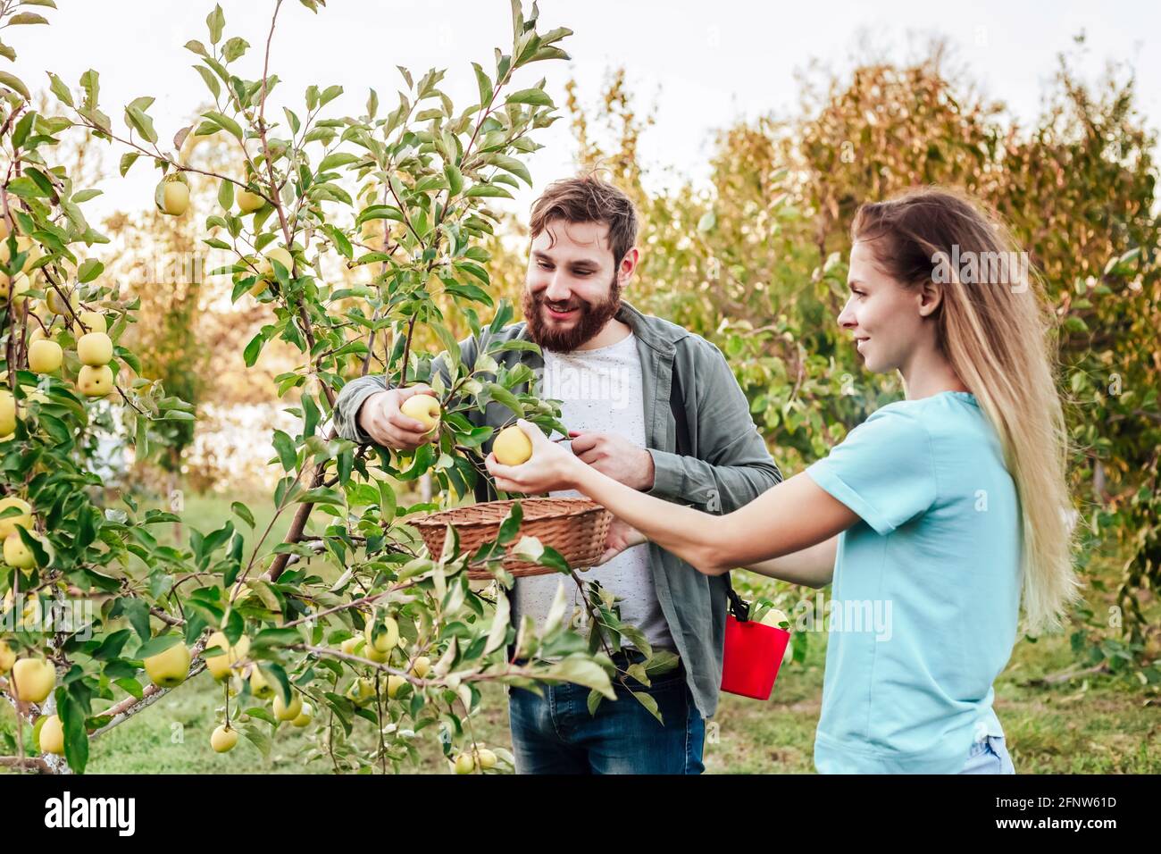 Giovani contadini maschi e femmine coltivano mele nel giardino dei frutteti durante il raccolto autunnale. Felice Famiglia coppia donna uomo lavora in giardino Foto Stock