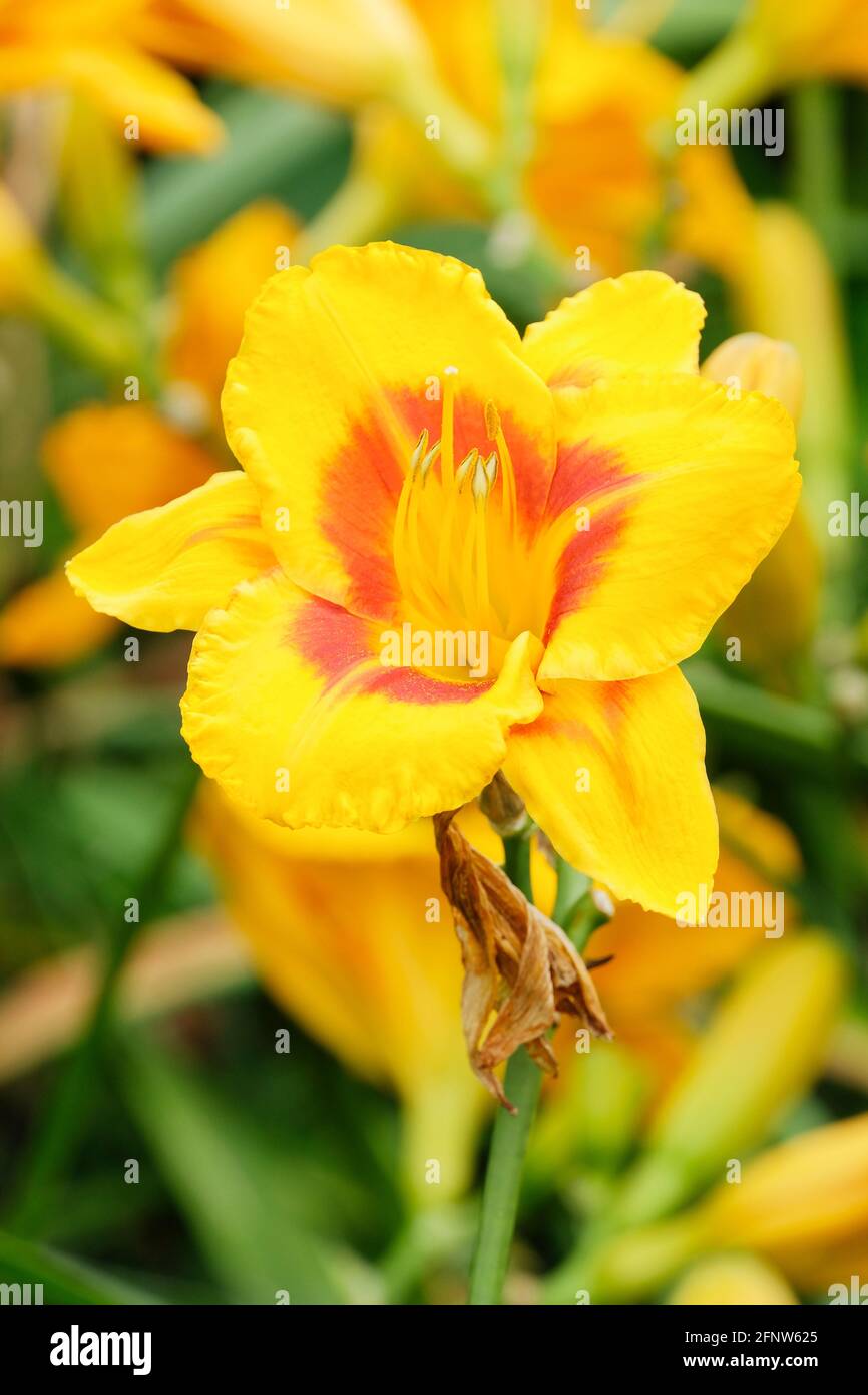 Hemerocallis "mi ha ingannato". Daylily "mi ha ingannato". Bicolore Daylily Foto Stock