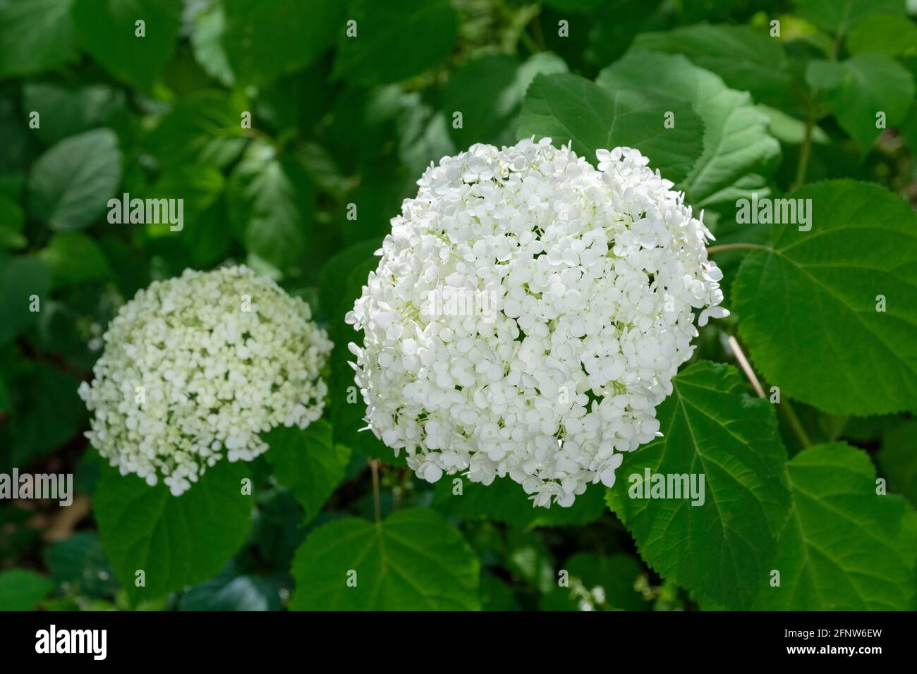 Idrangea arborescens 'Annabelle', comunemente noto come idrangea liscia, idrangea selvatica, sevenbark, o fiore di pecora. Gruppo di fiori bianchi Foto Stock