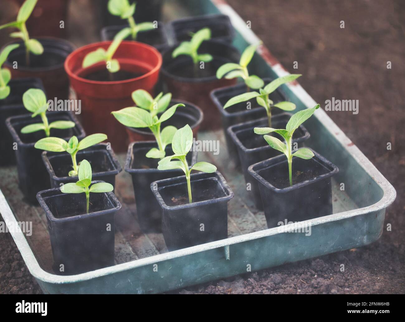 Piante di girasole (Helianthus Annuus) che crescono in vasi in serra. Concetto di coltivare, curare, fragile, immaturo, crescere il proprio Foto Stock
