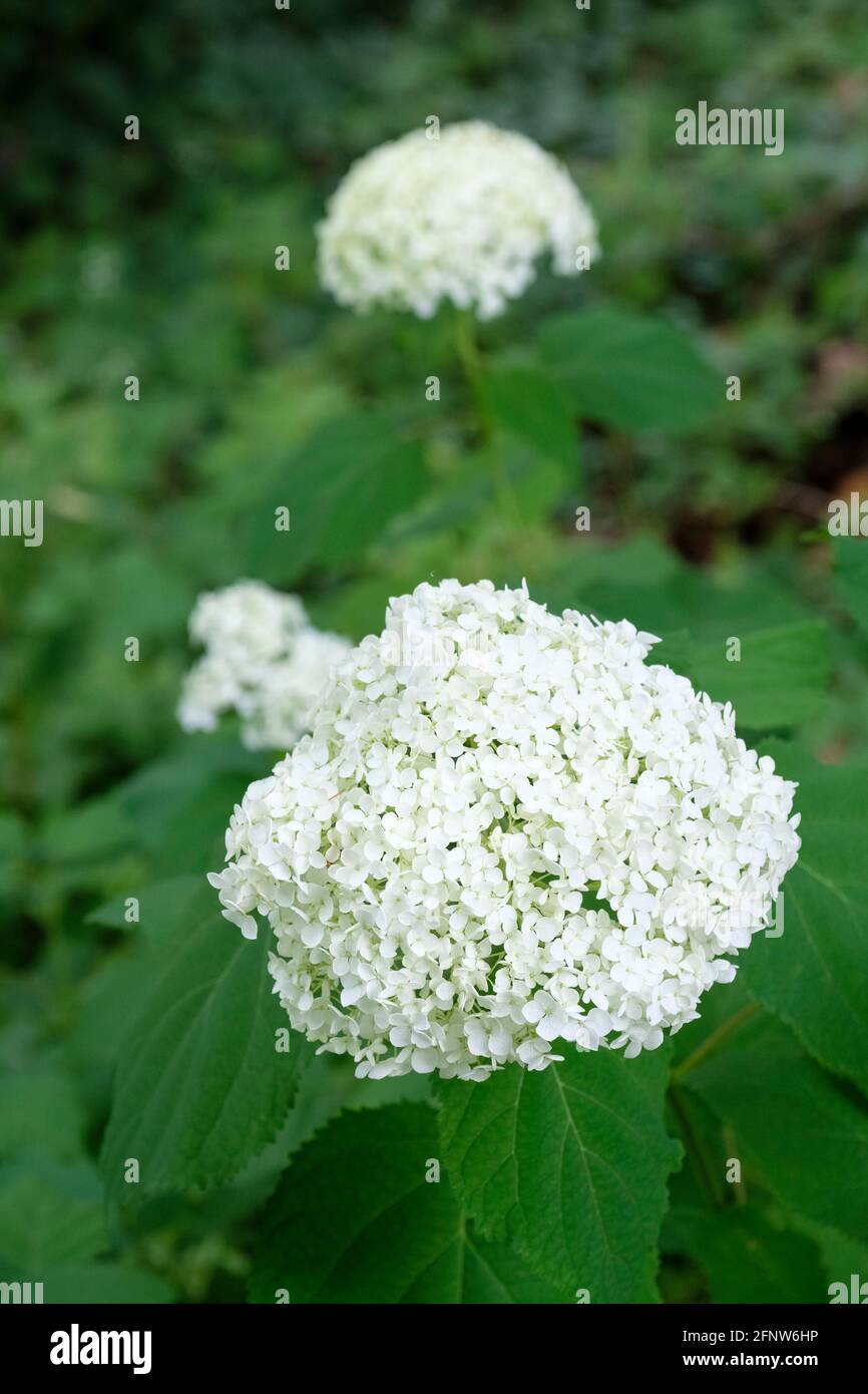 Idrangea arborescens 'Annabelle', comunemente noto come idrangea liscia, idrangea selvatica, sevenbark, o fiore di pecora. Gruppo di fiori bianchi Foto Stock
