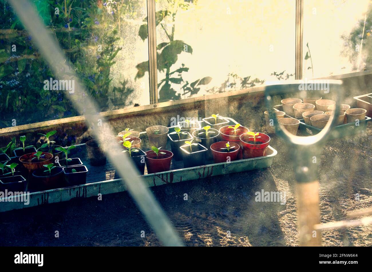 Immagine atmosferica di piantine di girasole (Helianthus Annuus) e forchetta vista attraverso la serra. Concetto di crescere il vostro proprio, coltivare, elevare Foto Stock