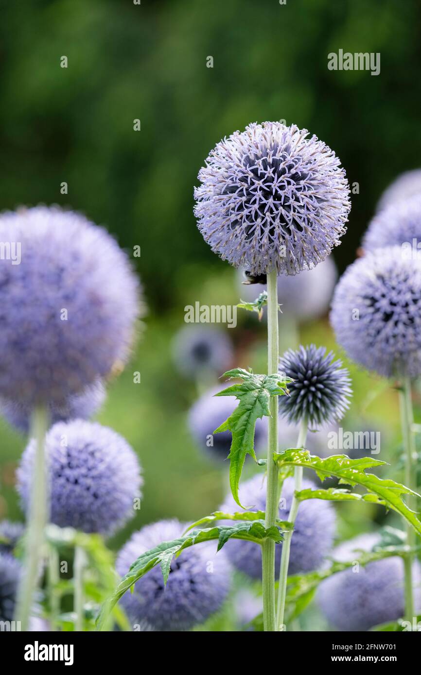 Echinops ritro. Porcoso blu, fiore del globo, thistle del globo di acciaio. Piccolo thistle del globo. Foto Stock