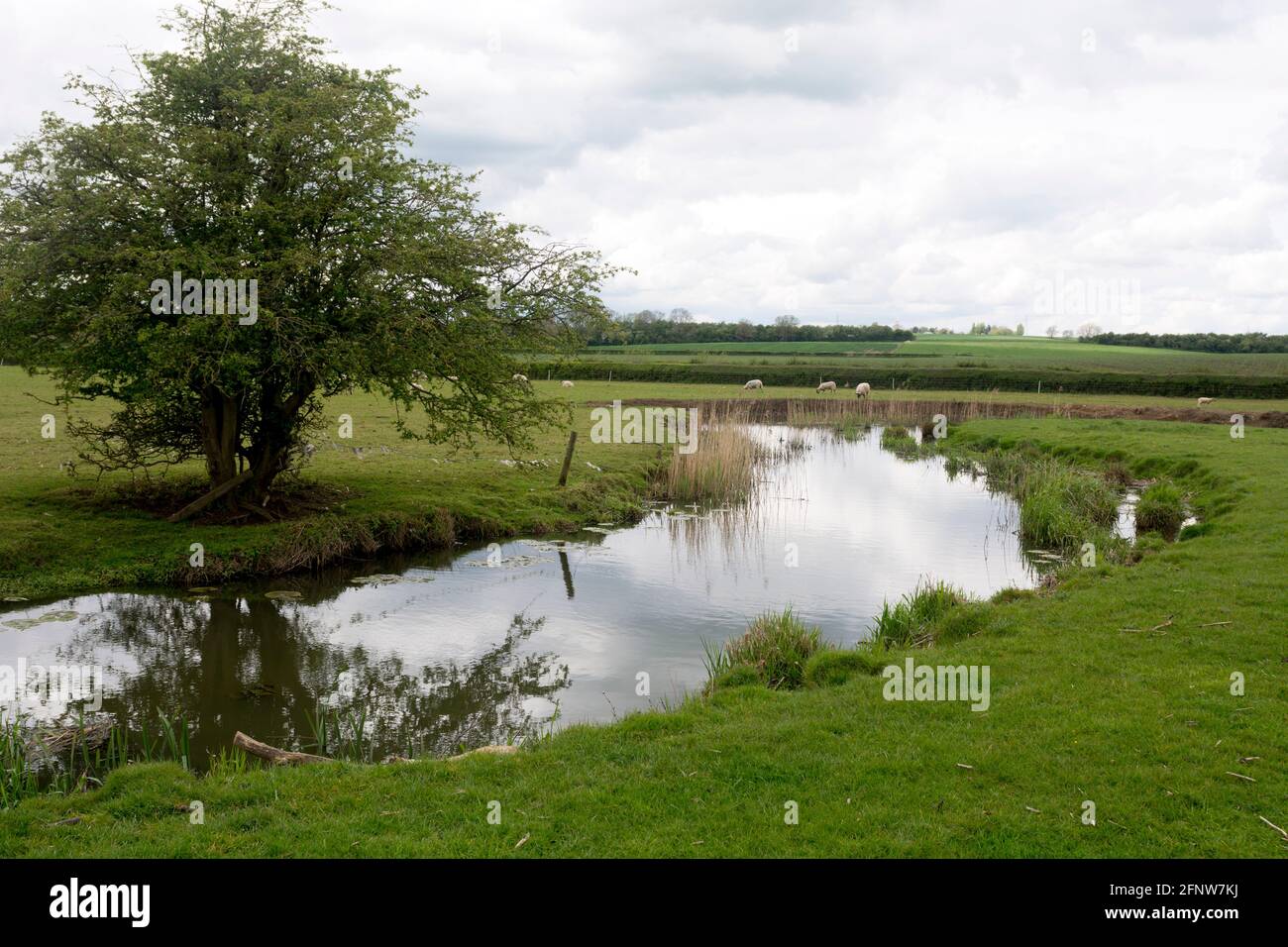 The River Swift at Churchover, Warwickshire, Inghilterra, Regno Unito Foto Stock