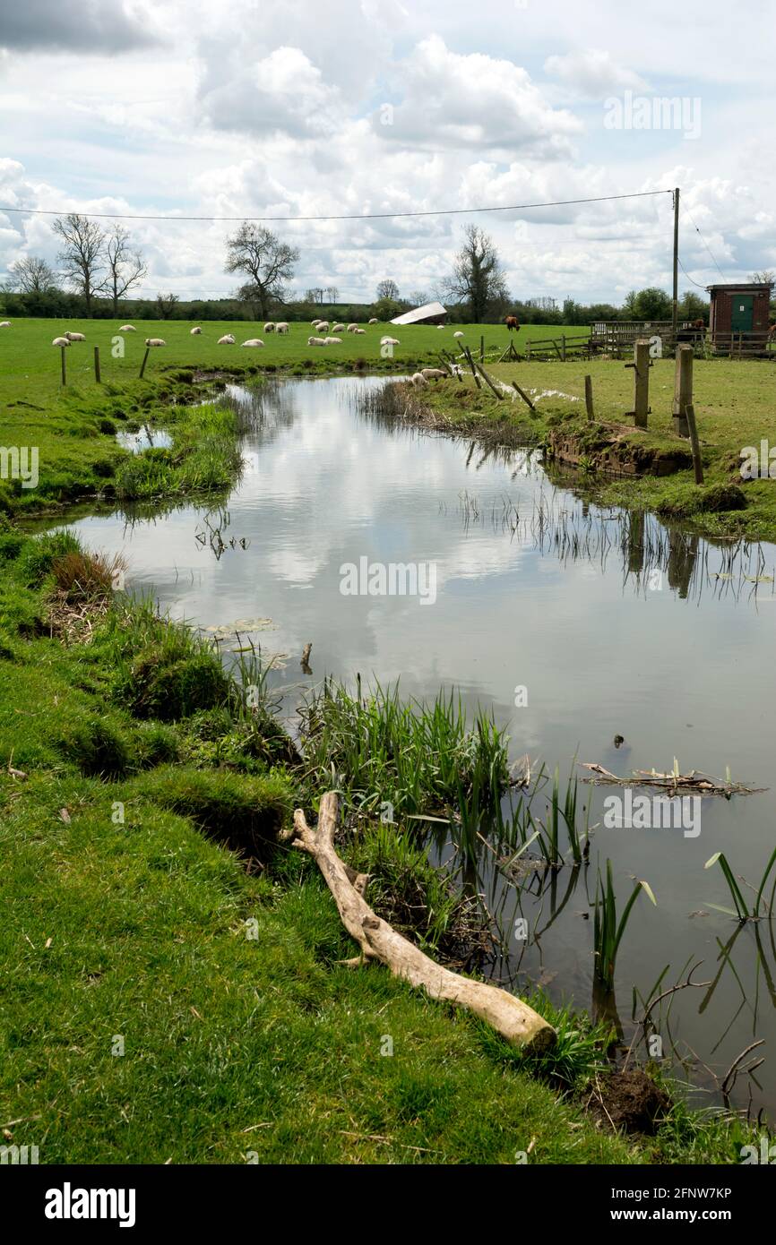 The River Swift at Churchover, Warwickshire, Inghilterra, Regno Unito Foto Stock