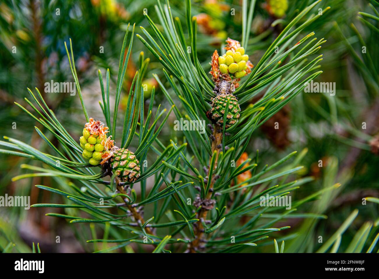 Germogli e coni di pino giovani, aghi verdi. Giorno di primavera. Immagine ravvicinata. Foto Stock