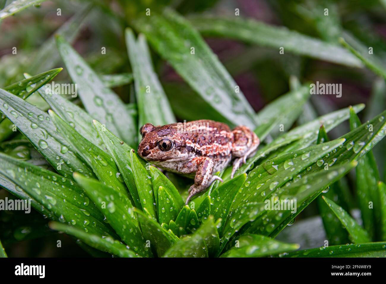 La rana marrone comune europea si siede in erba verde dopo la pioggia. Rana temporaria primo piano immagine. Foto Stock