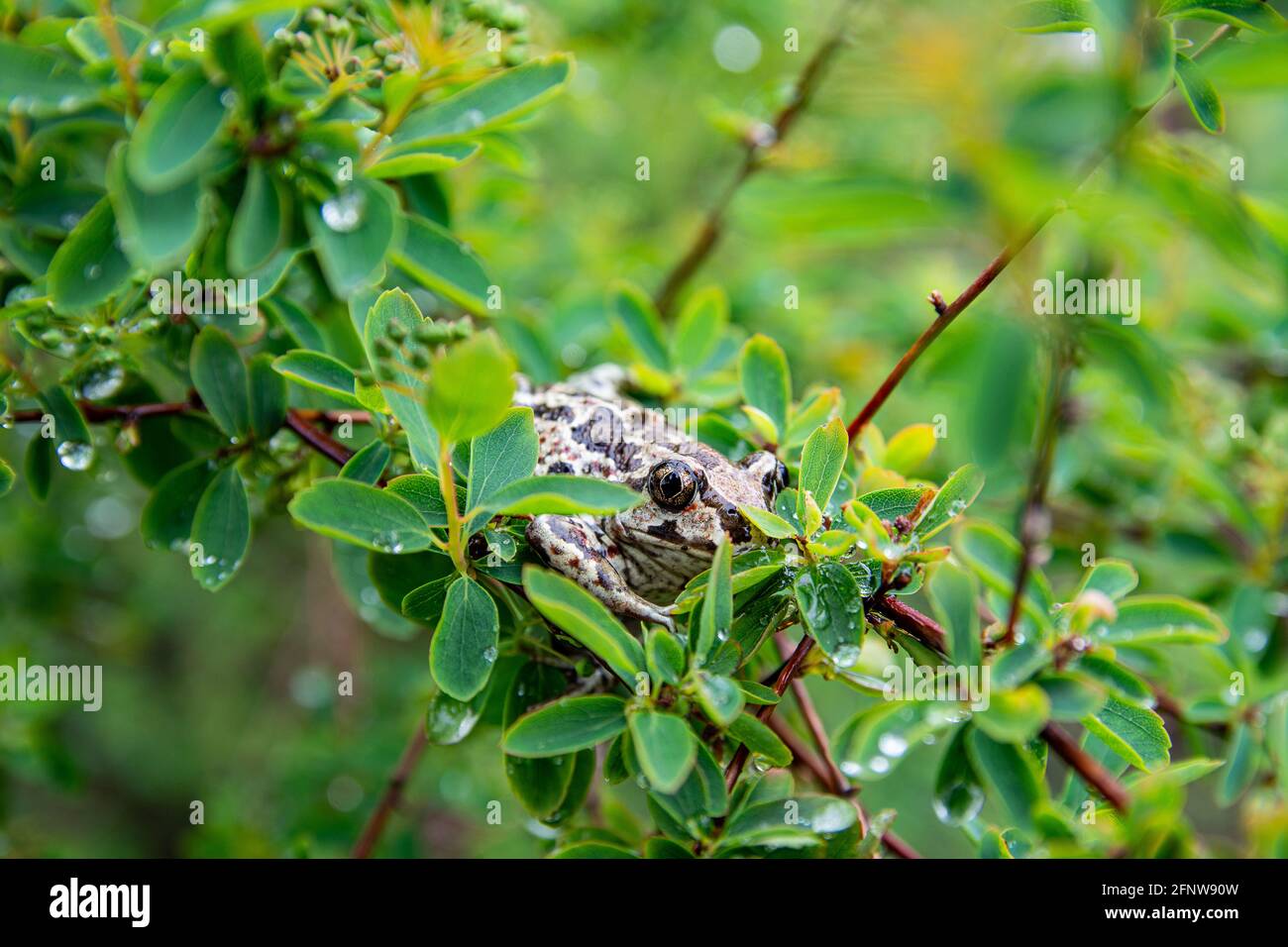 La rana marrone comune europea si trova in foglie verdi sul ramo di albero dopo la pioggia. Rana temporaria primo piano immagine. Foto Stock