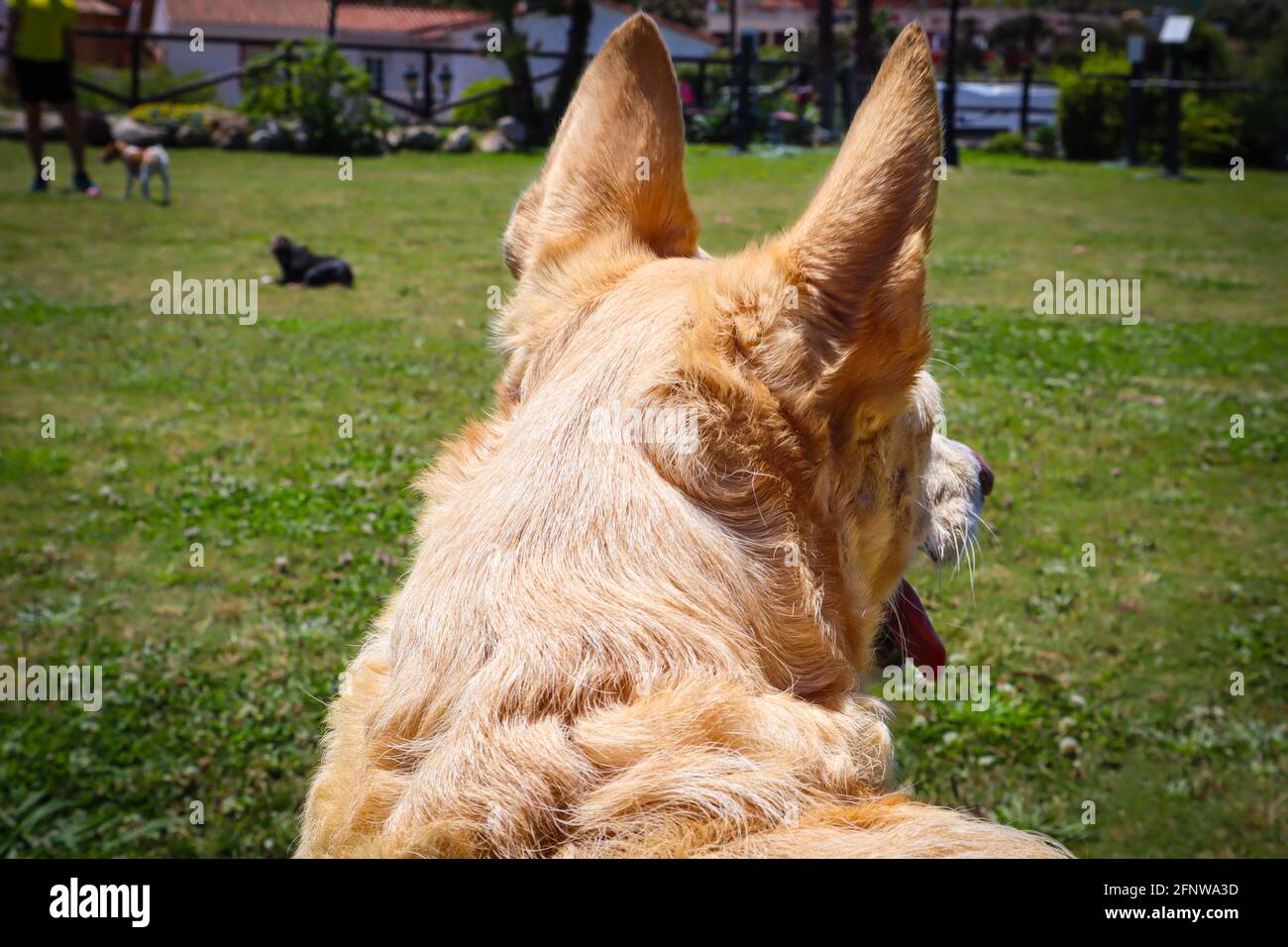 Hunter cane Happy podenco Hound Foto Stock