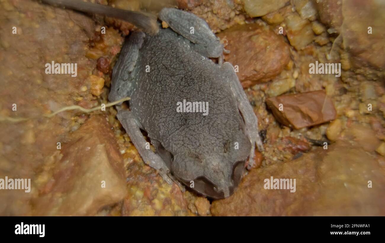 Rana di figliata macchiata (Leptobrachium hendricksoni) (rana rossa degli occhi) nella notte della foresta pluviale, Gunung Lambak, Kluang, Malesia Foto Stock