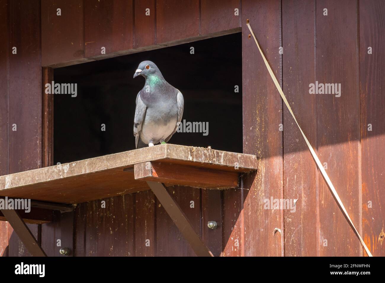 pigeon all'ingresso del soppalco di piccione Foto Stock