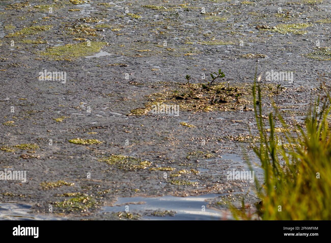 Canale artificiale d'acqua tempesta pieno di fauna selvatica e giallo la crescita eccessiva delle alghe verdi fiorisce causando fumi tossici e un ambiente Pericolo per Florida fi Foto Stock