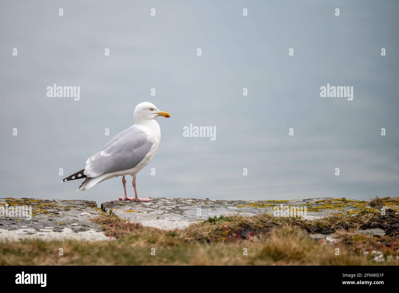 Single seagul in piedi sul bordo dell'oceano in Irlanda Foto Stock