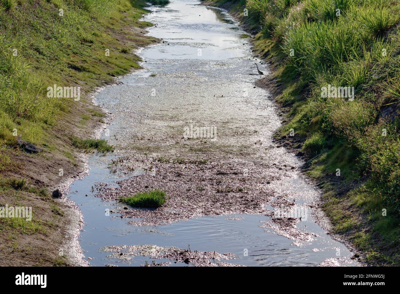 Canale artificiale d'acqua tempesta pieno di fauna selvatica e giallo la crescita eccessiva delle alghe verdi fiorisce causando fumi tossici e un ambiente Pericolo per Florida fi Foto Stock