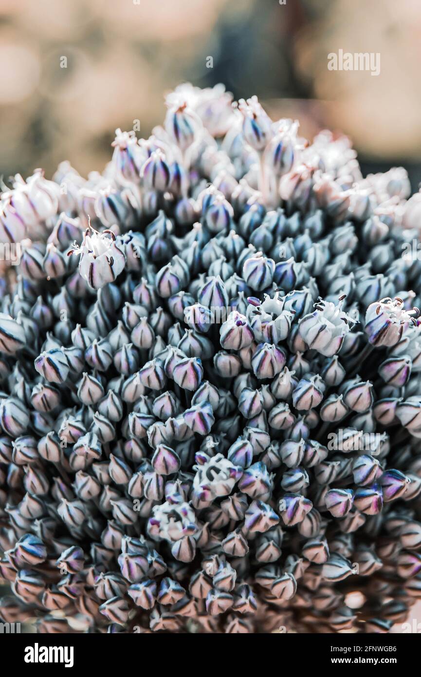 Semi di aglio, il fiore all'aglio. Bouquet di semi d'aglio. Raccolto futuro. Semi piccoli. Foto Stock