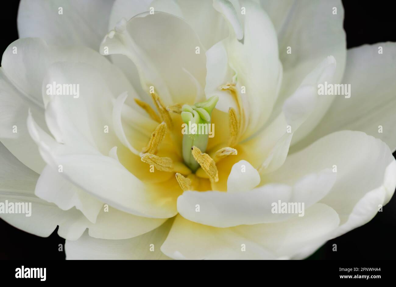 Tulipano bianco in fiore su sfondo nero Foto Stock