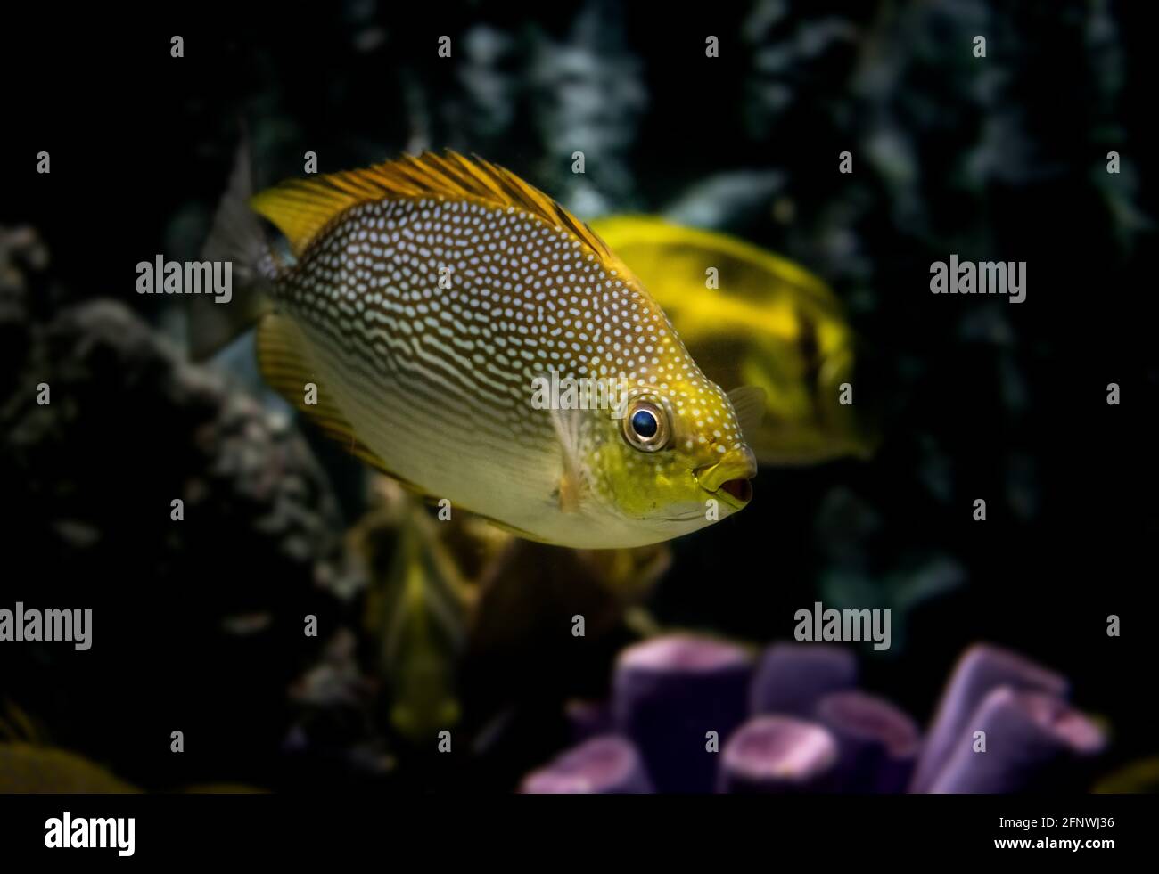 Live Java rabitfish nuoto in acquario serbatoio con luce bassa. Foto Stock