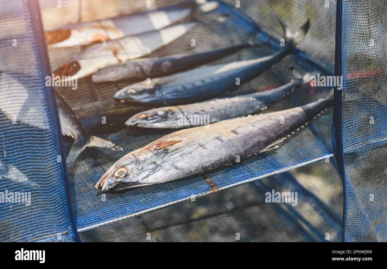Pesce salato essiccato al sole asciugando sulla rete blu stile asiatico. Foto Stock