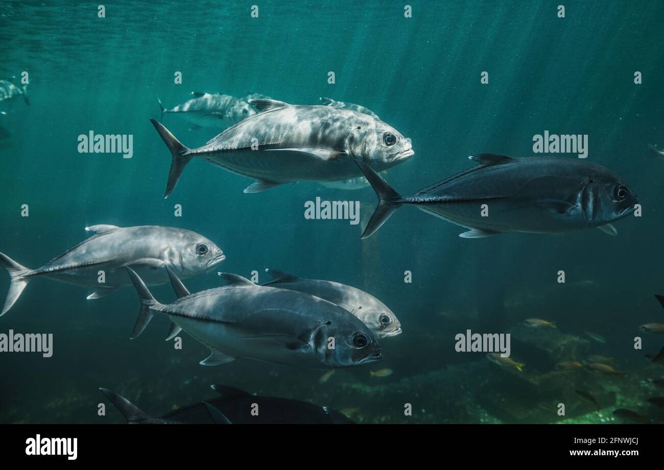 Live Jacks o Trevallies pesci nuotare nella vasca dell'acquario con scarsa illuminazione. Foto Stock